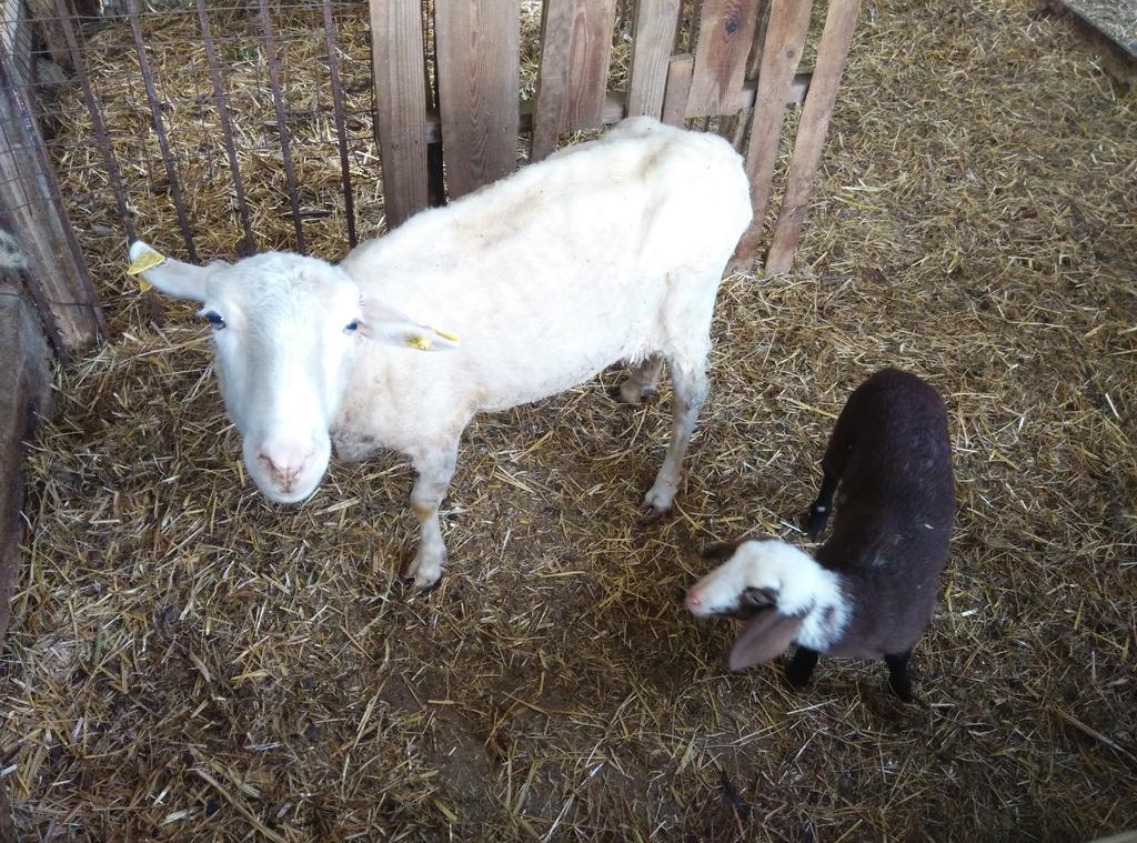 לינה וארוחת בוקר Penna Sant'Andrea Agriturismo Za Beata מראה חיצוני תמונה